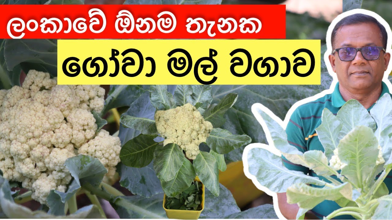 ඉවතලන බඳුනක මල් ගෝවා වවන්න | How to Grow Cauliflower | Ceylon Agri | Episode 290