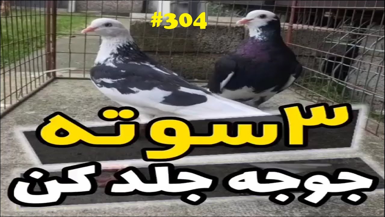 آموزش نحوه جلد کردن کبوتر و جوجه کبوتر و نکات مهم آن باآقای رعنایی how to baby pigeons homing