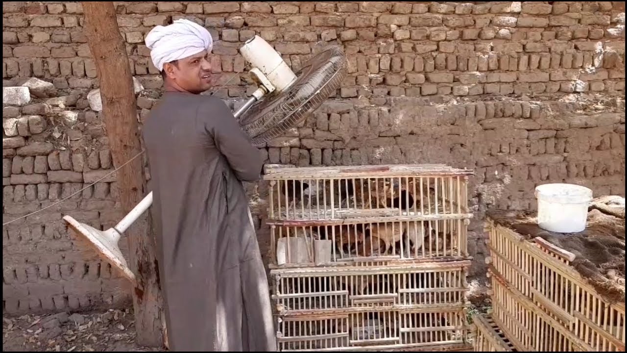 الحاج الضوى تاجر فراخ هتموت من الضحك