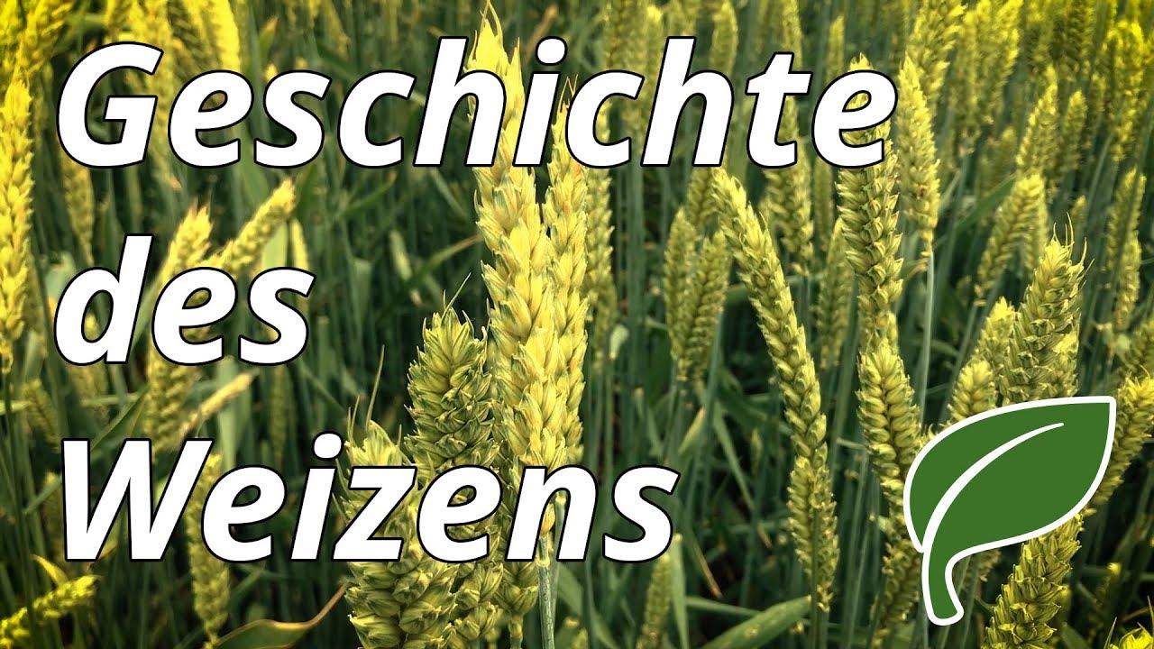 Vom Einkorn zu 6 Chromosomensätzen – Die Geschichte des Weizens