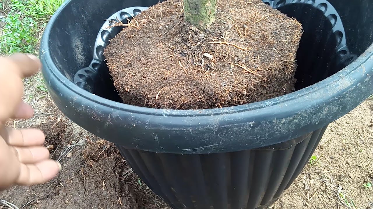 cara memangkas akar tanaman tabulampot jambu madu deli