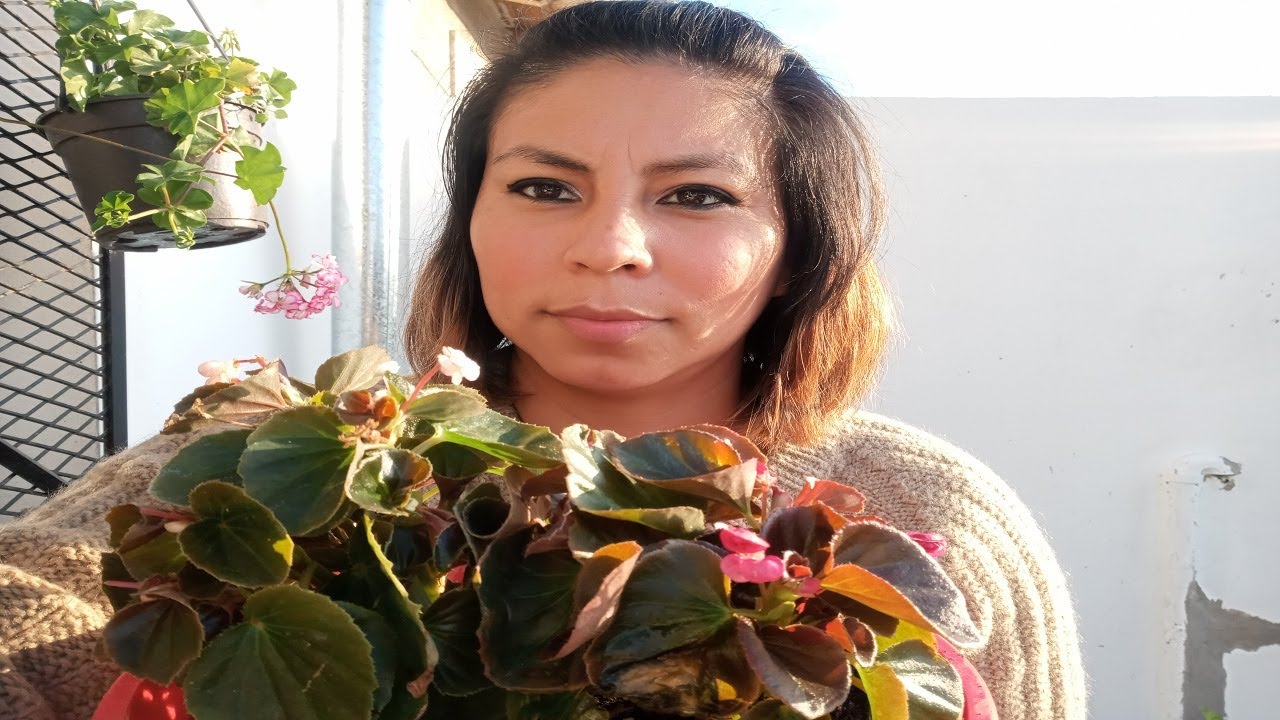 Begonia nácar!! o plantas de azúcar doble  tips y todo sobre sus cuidados !!!!! @caterin vlogs