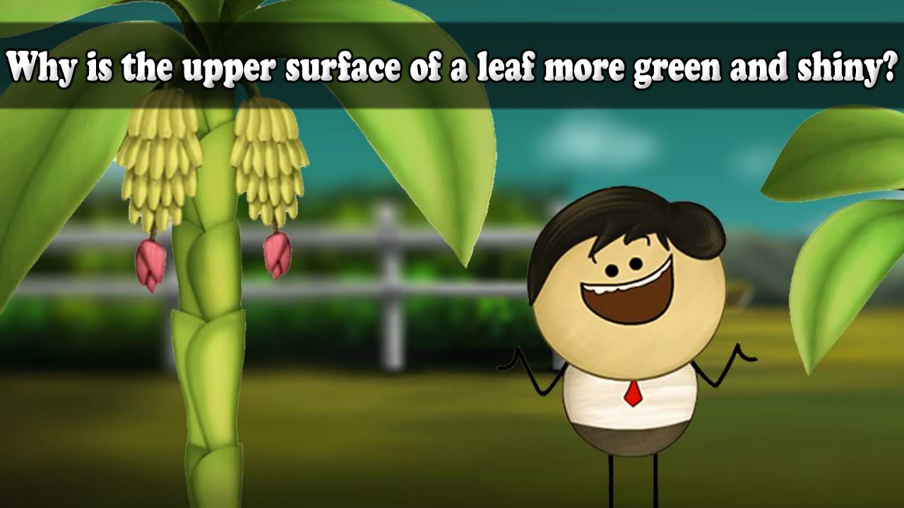 Why is the upper surface of a leaf more green and shiny? | #aumsum #kids #science