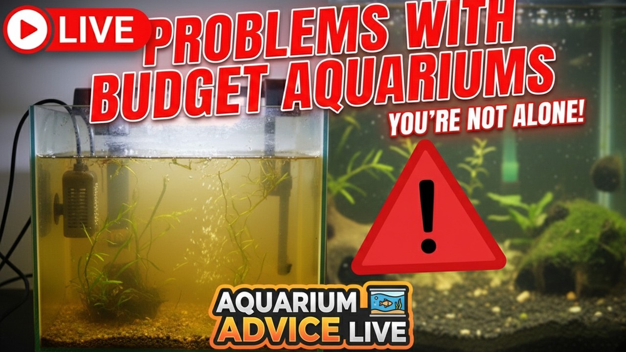 [LIVE]  The Problems With Trying to Save Money in The Aquarium Hobby? and Fish Q&A!