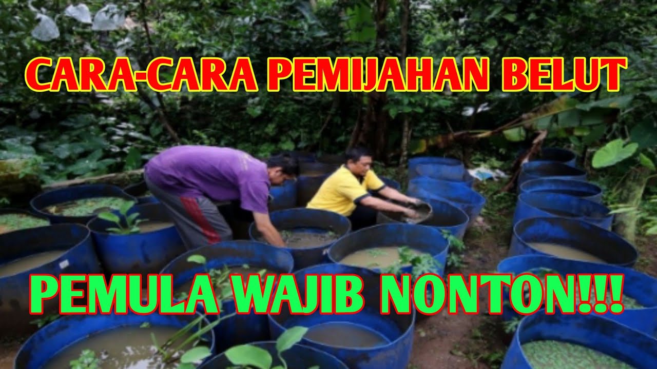 BUDIDAYA BELUT DALAM EMBER | CARA-CARA PEMIJAHAN BELUT
