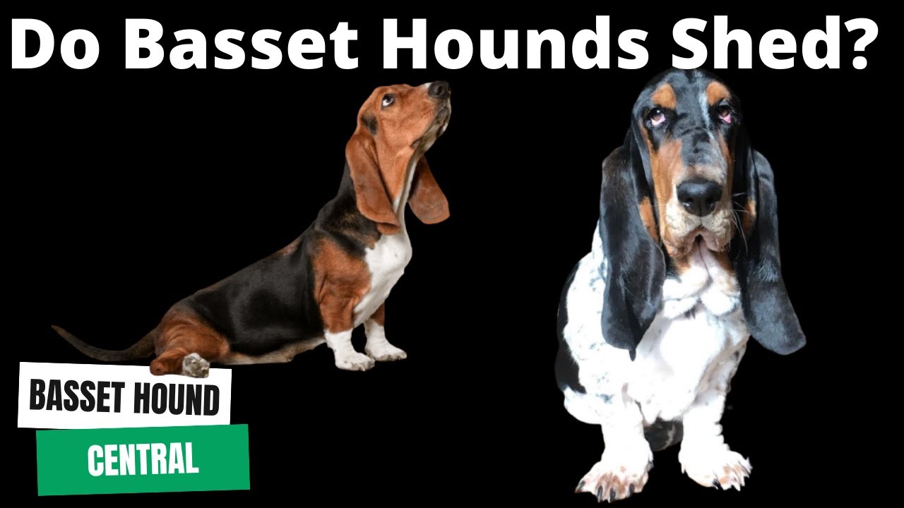 Basset Hound 101 | Do Basset Hounds Shed?
