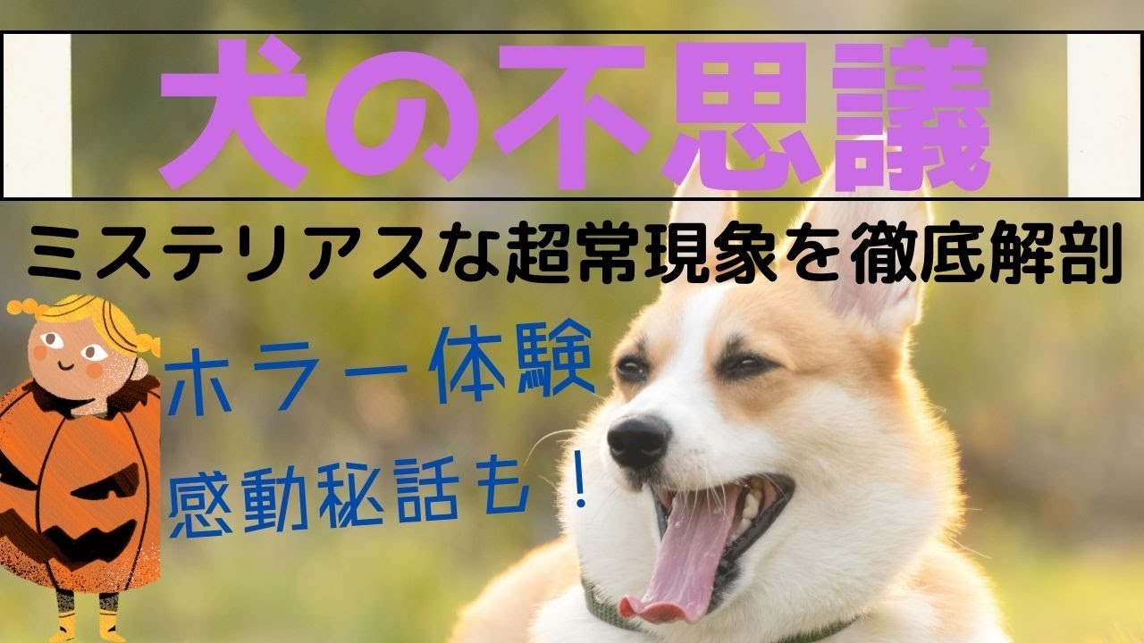 「超常現象」犬の本領発揮。秘められしわんこの力