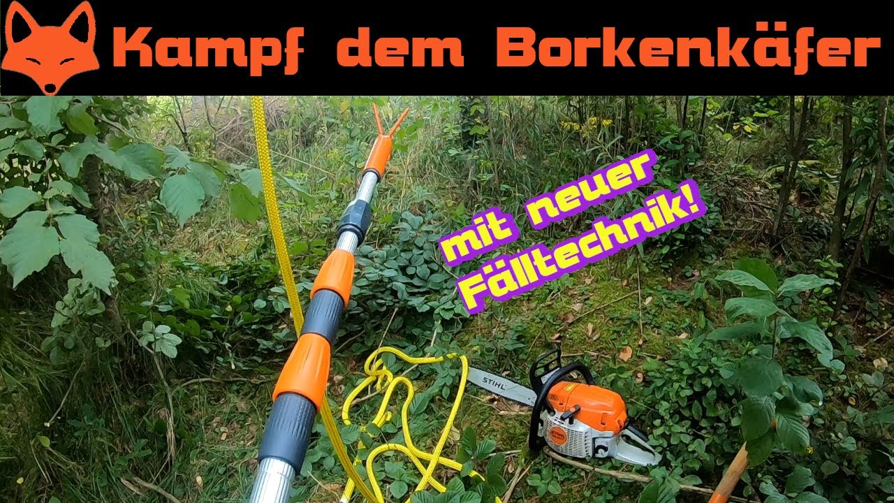 Käferholzen