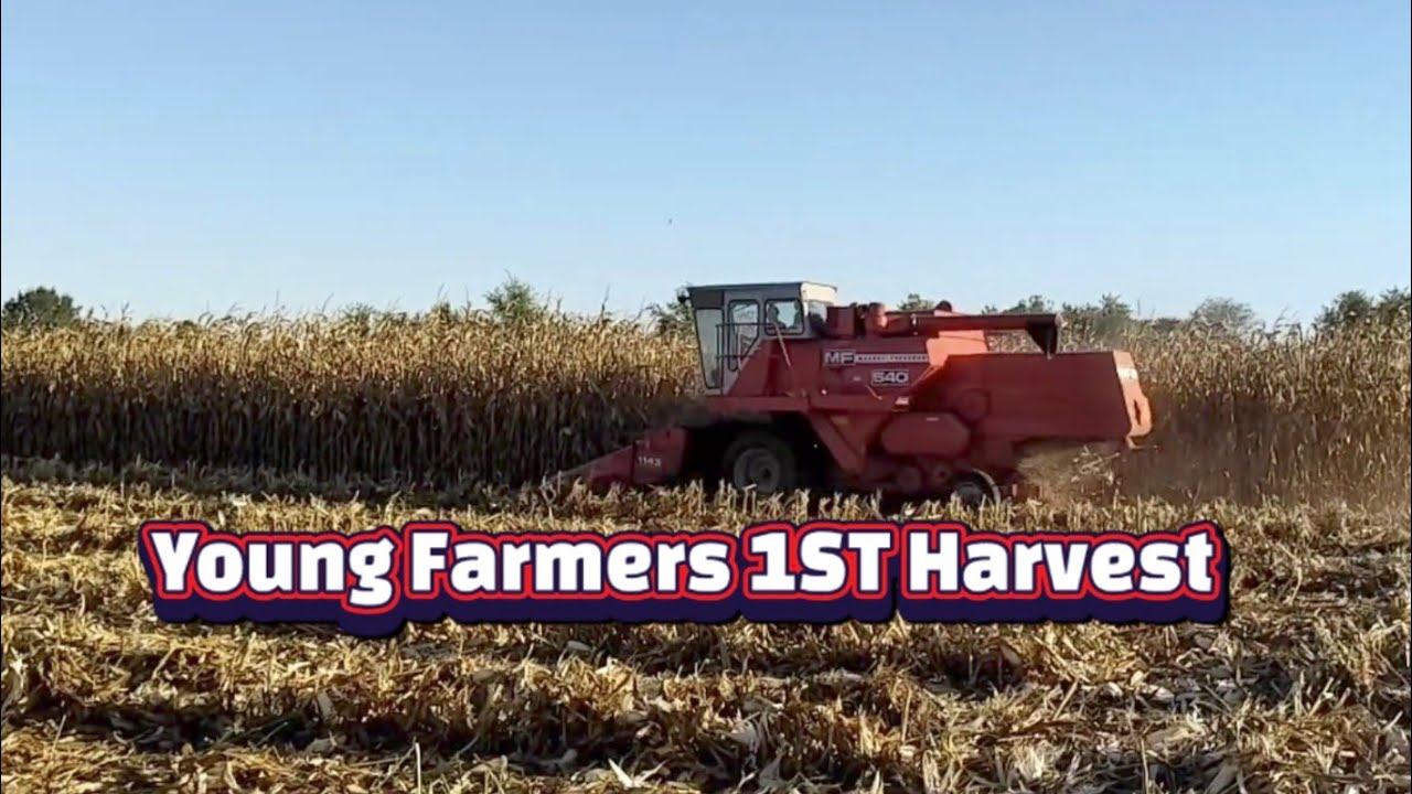 Первый урожай кукурузы с комбайном Massey Ferguson 540! Молодой человек впервые на старом железе