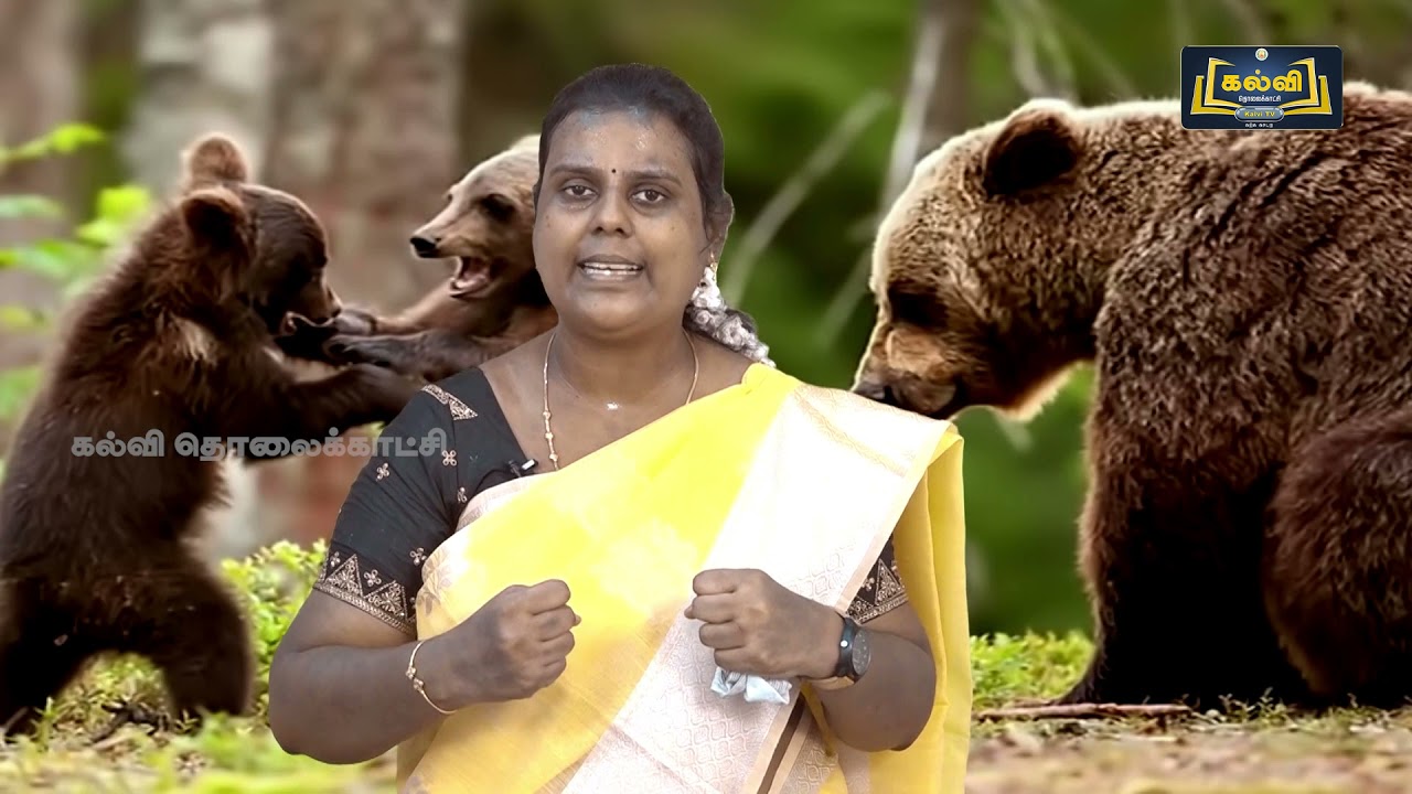 Class 9 | English | Little cyclone : The story of a grizzly cub | Unit 5 | KalviTV