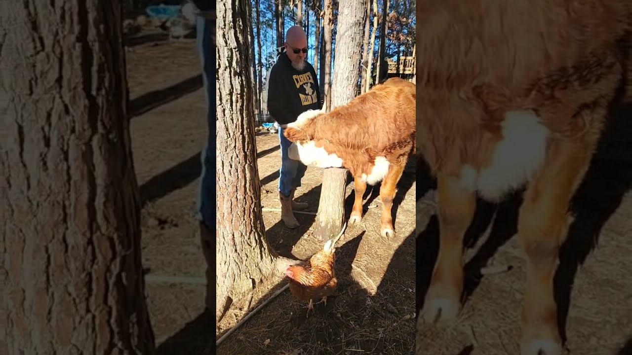 morning time is my favorite with the animals. hang with us!