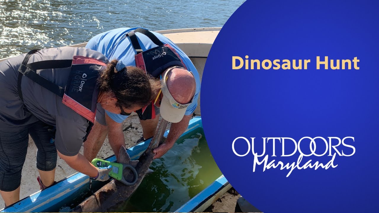 Dinosaur Hunt