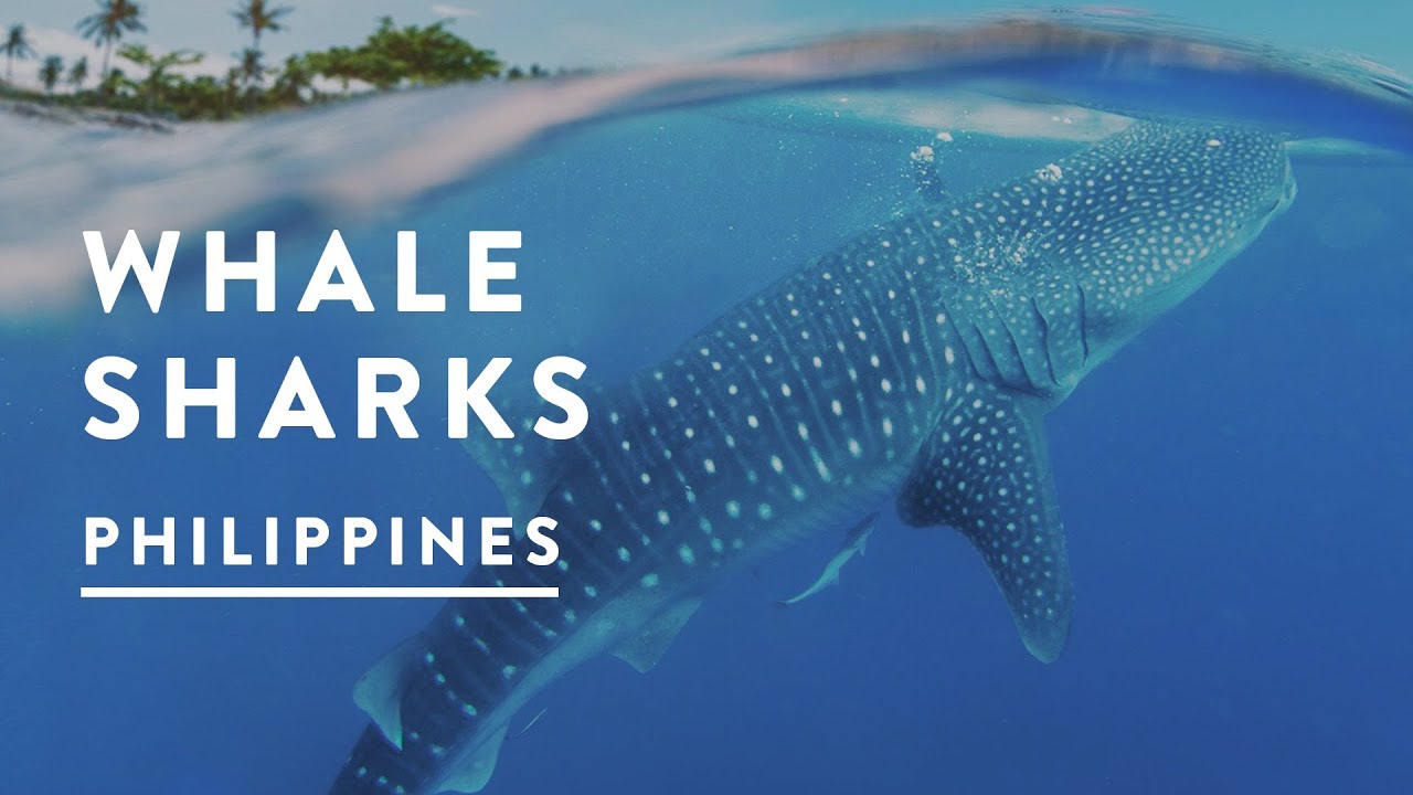 INCREDIBLE WHALE SHARKS of Oslob, Philippines 2017 - Cebu Travel