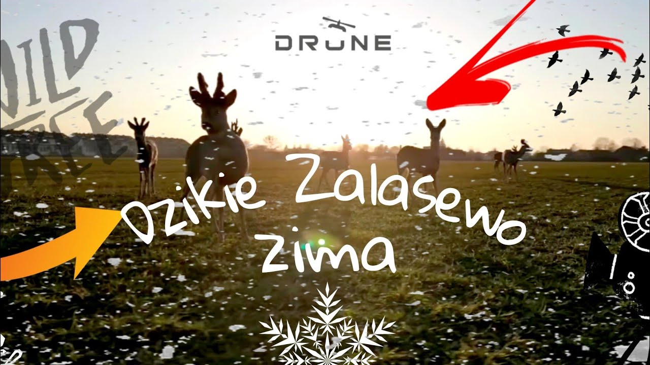 DZIKIE ZALASEWO zima 4K