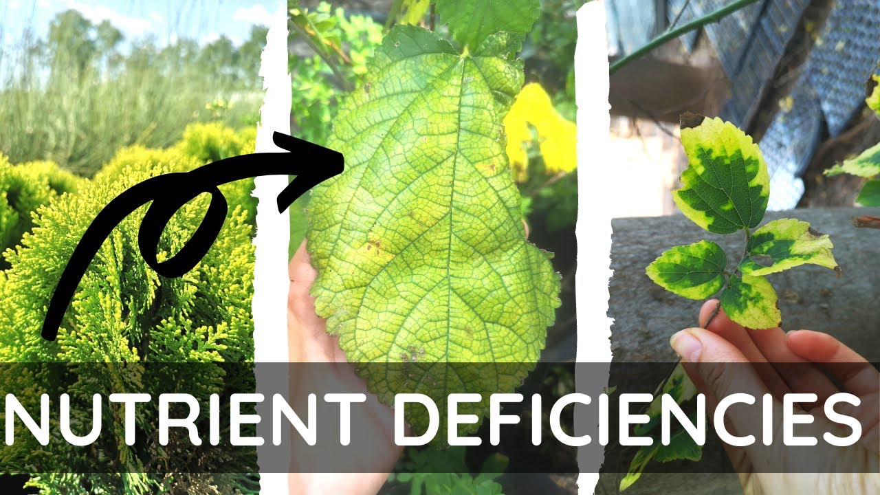 Fertilizing Nursery Plants | Prevent & Treat Yellow Leaves