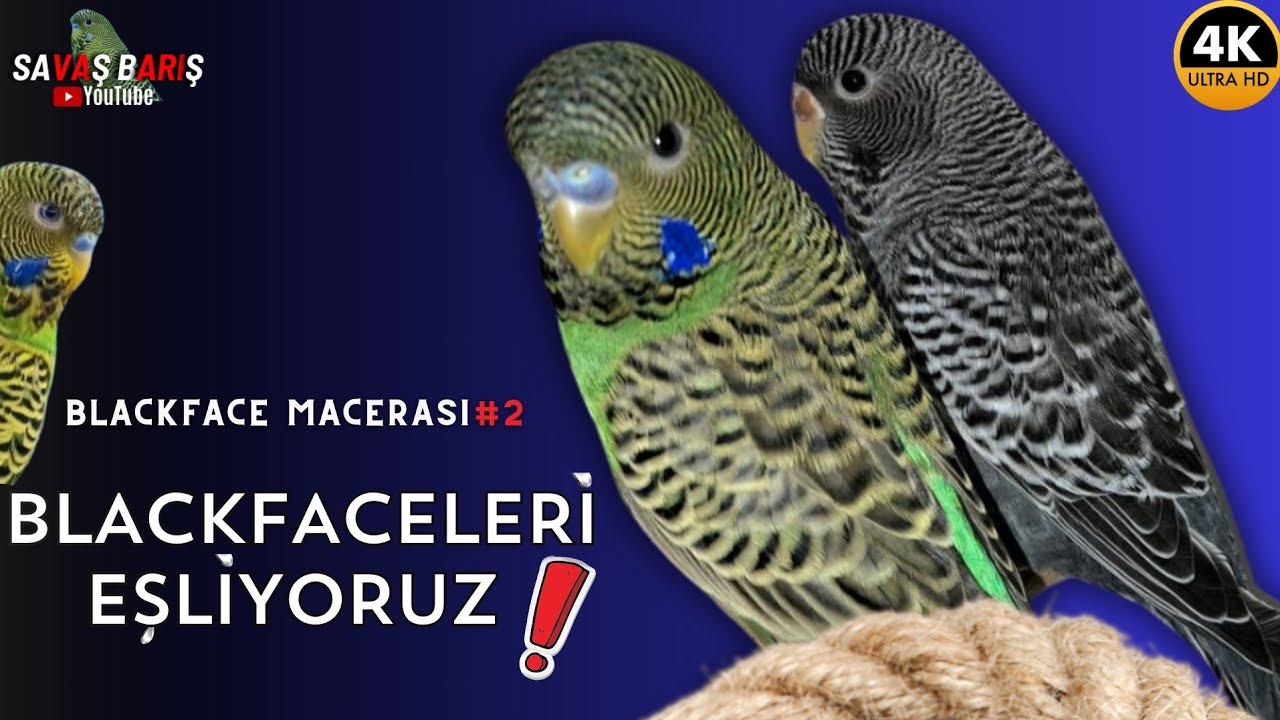 BLACKFACE MUHABBET KUŞU EŞLEMELER | BLACKFACE MUHABBET KUŞU ÜRETİMİ