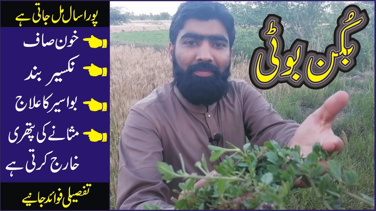 Nakseer ka ilaj in urdu | bawaseer ka desi ilaj | bakun ke fayde | lippia nodiflora in urdu بکن بوٹی