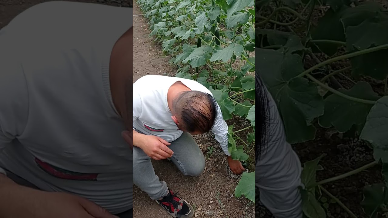 Kök Ur Nematodları (Meloidogyne spp.)