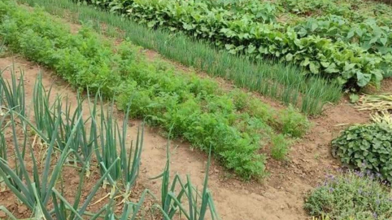 ماذا ازرع شهر 12،ديسمبر، دجنبر،كانون اول، الزراعة الشتوية | زراعة في شهر ديسمبر و يناير