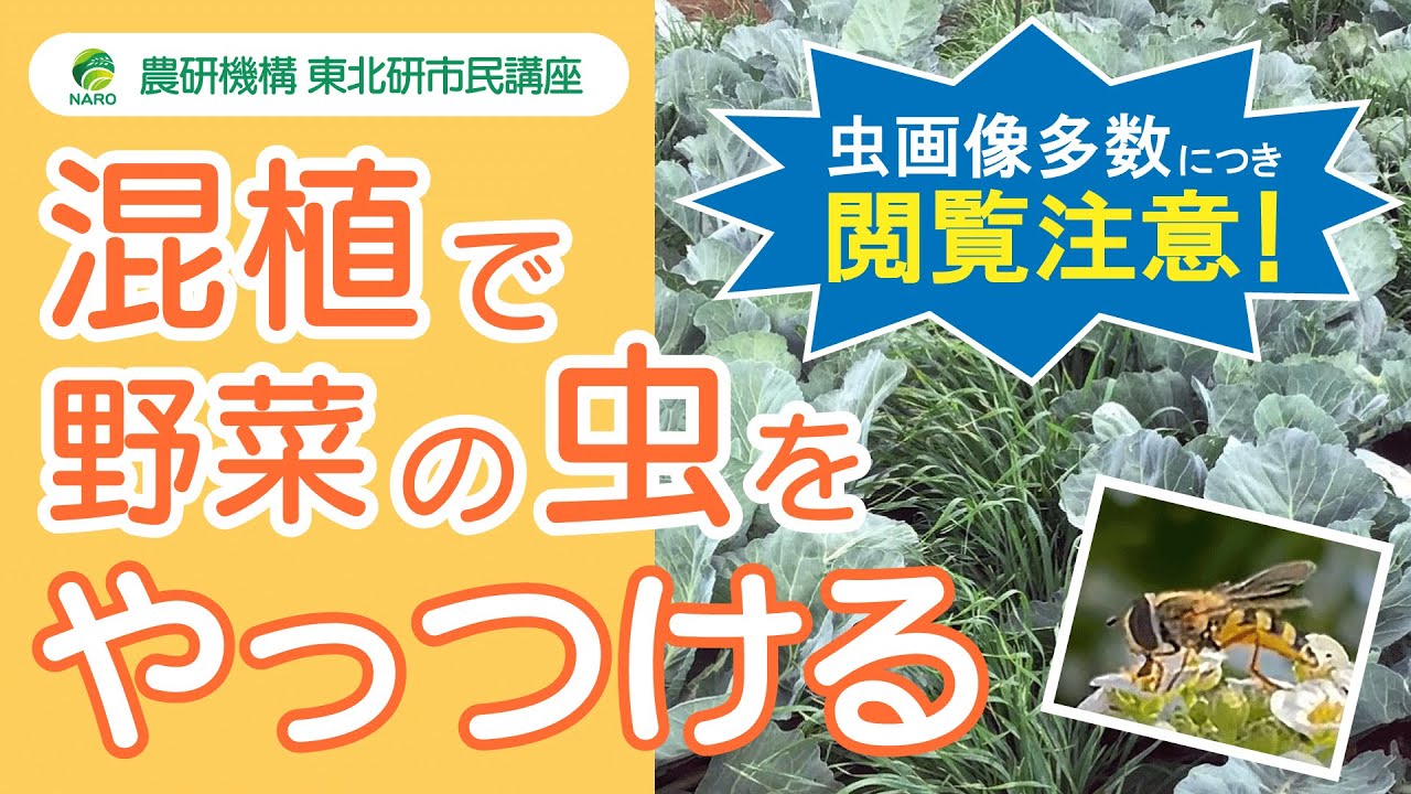 農研機構 東北研 市民講座 第39回「多様な植物を一緒に植えると野菜の害虫が減るんです」