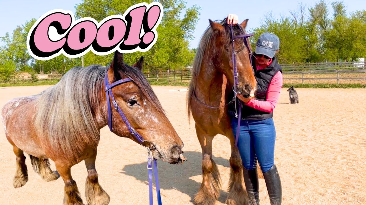 INTRODUCING MY YOUNG HORSE TO THE BIT! *Tips & Tricks*