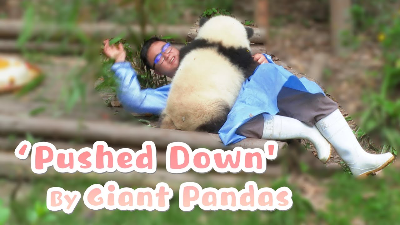 The Man Who Was Repeatedly 'Pushed Down' By Giant Pandas | iPanda