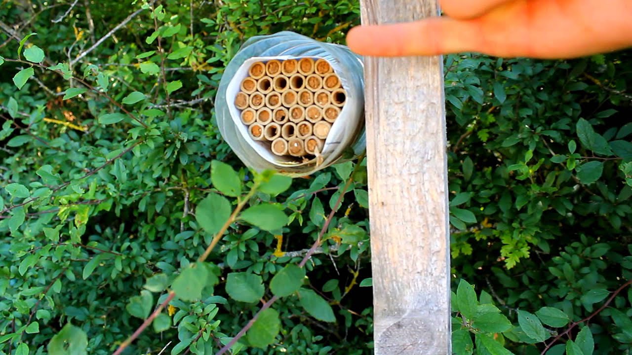Les auxiliaires : des insectes au service de l'agriculture !