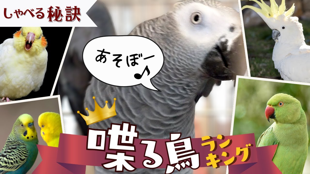 【喋る鳥ランキング】おしゃべりインコの育て方付♪しゃべるインコオウムの種類10選-驚きの実力！