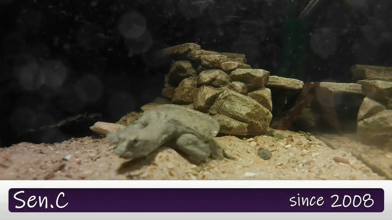 Pelodiscus sinensis bébé / Baby Chinese softshell turtle