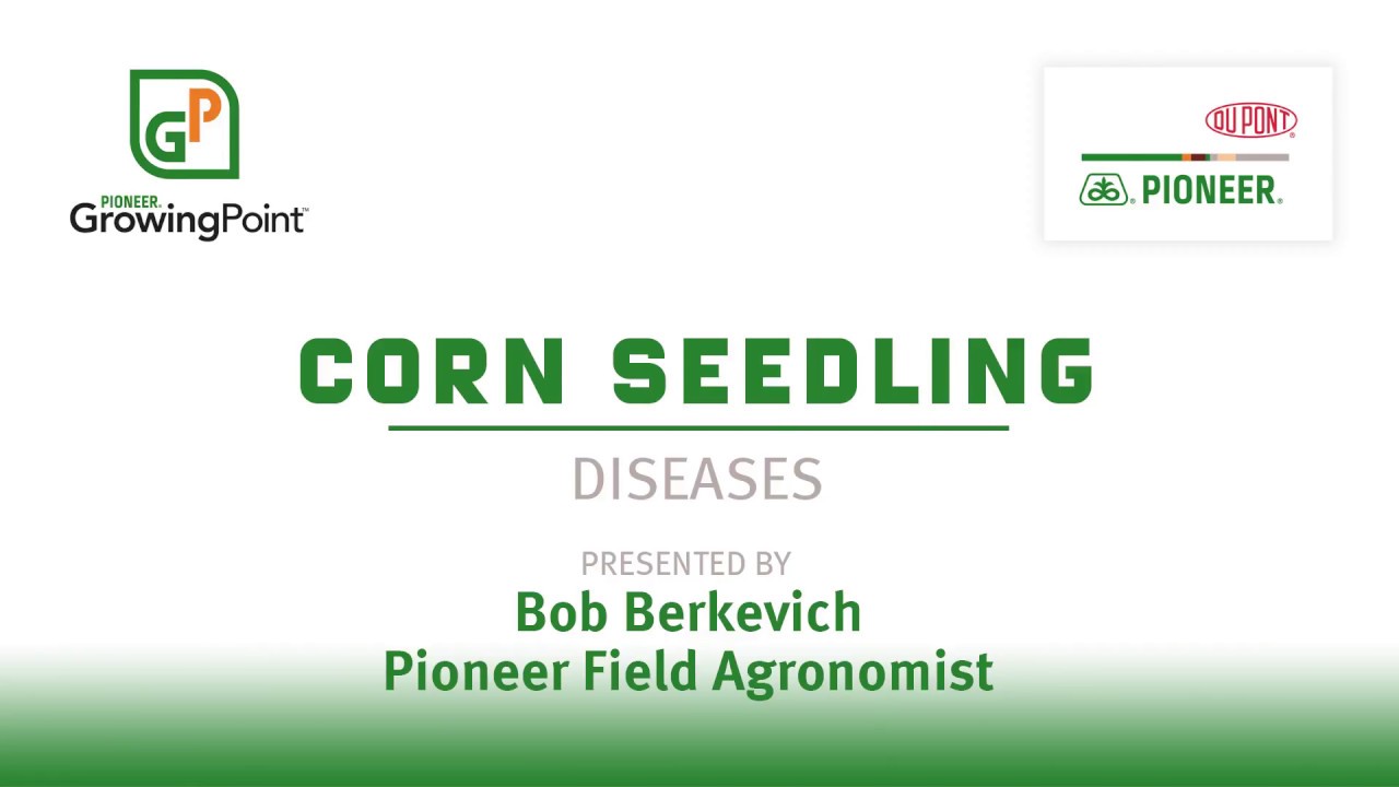 Corn Seedling Diseases
