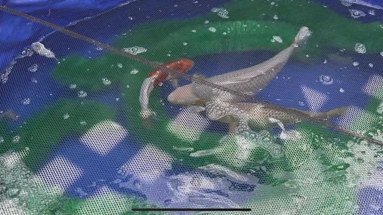 KOI SPAWNING THE FIRST YOSHIKIGOI SPAWNING AND THE FIRST OF MANY TO COME