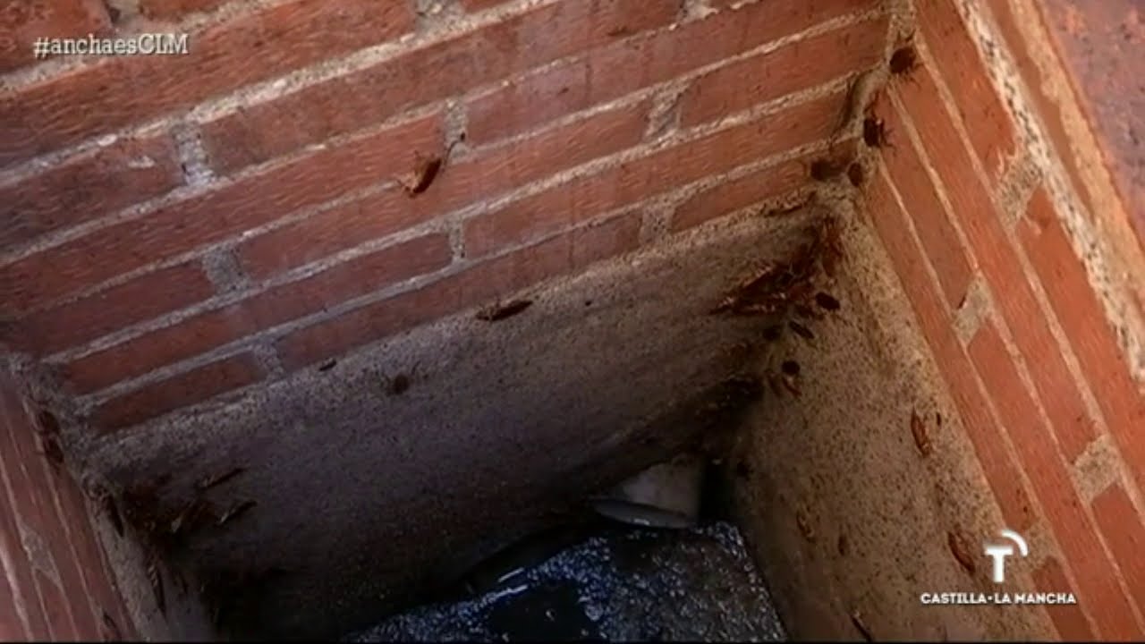 Plaga de cucarachas en Azucaica