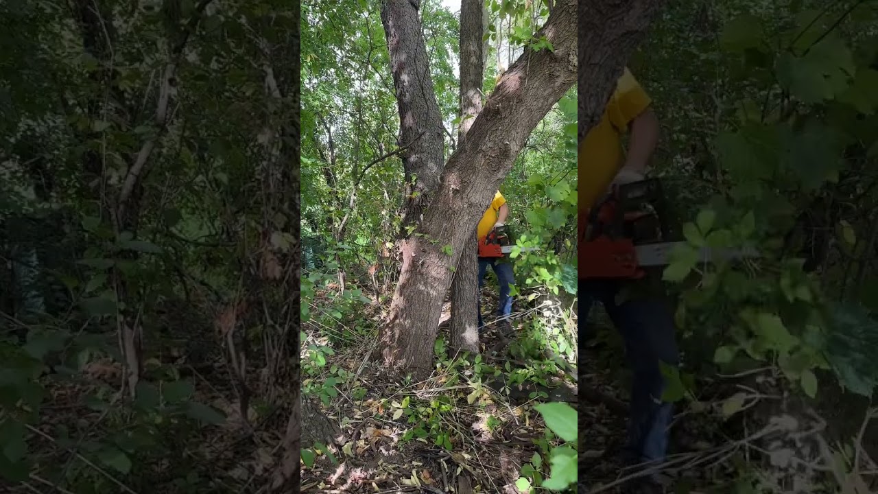 Cutting a Problem Box Elder