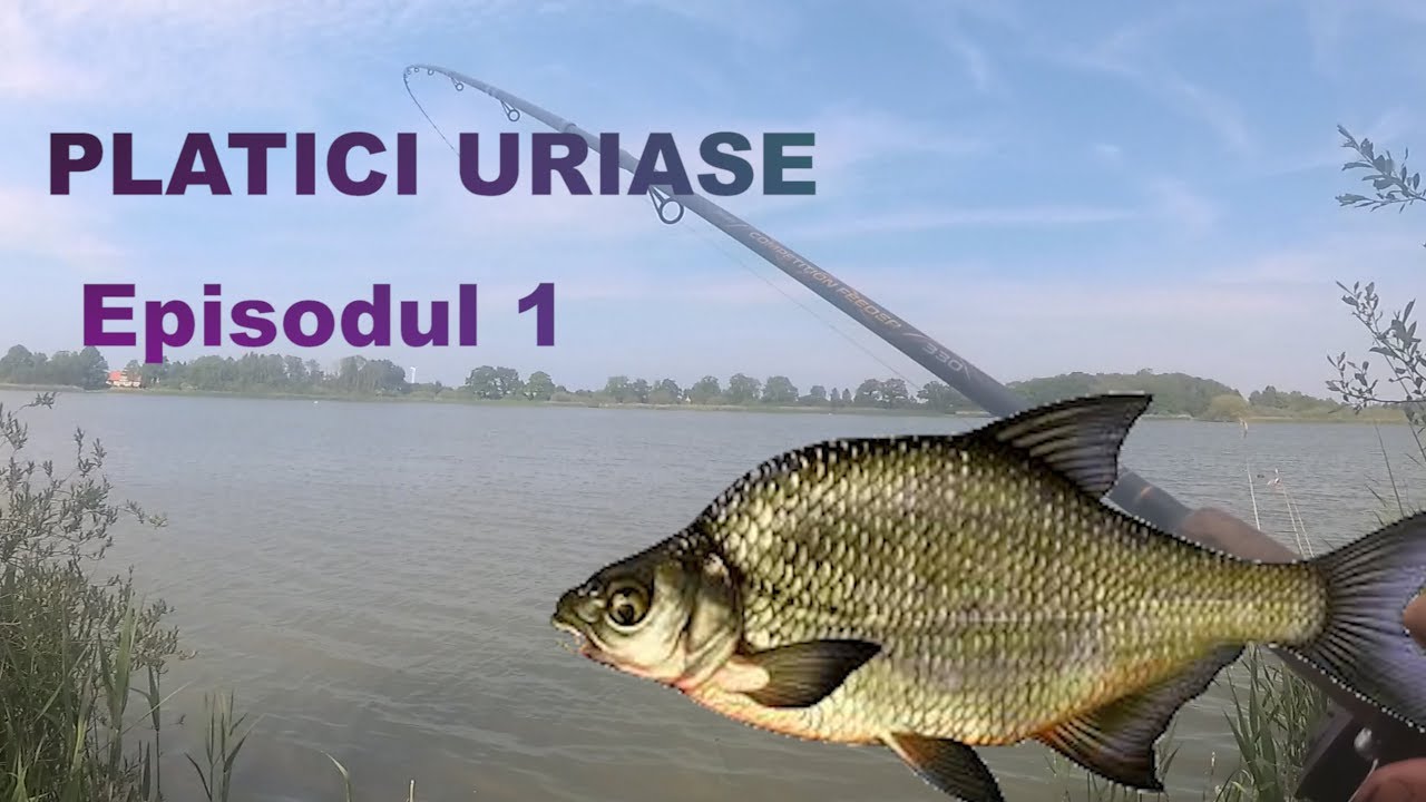 Cum sa prinzi platici URIASE. EPISODUL 1
