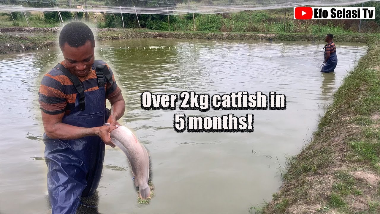 HOW 😳 Catfish farmer Grows 2.1kg Catfish In Just 5 Months! Catfish farming tips.