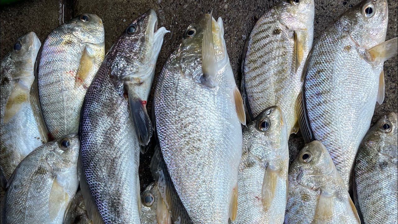 Delaware bay spot, croaker & northern king