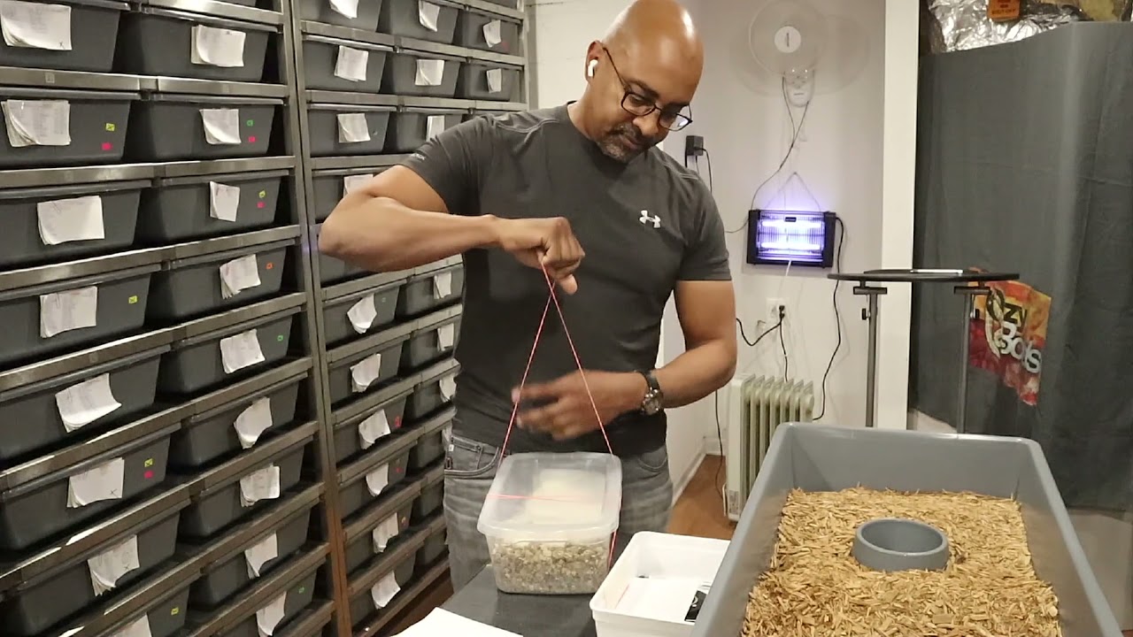 Ozzy Egg Pulling Tips
