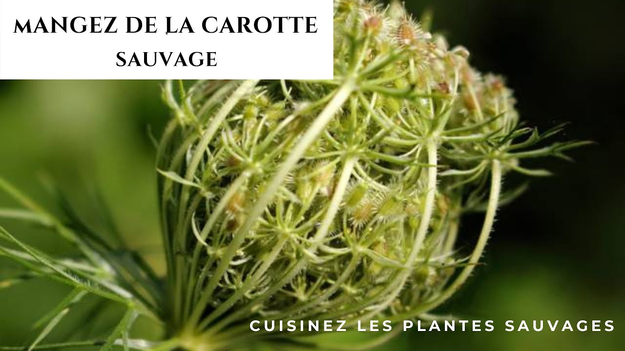 Reconnaitre et manger des carottes sauvages