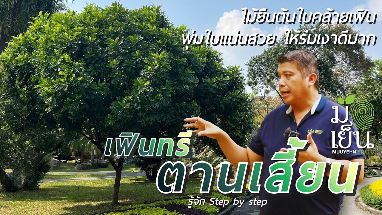Fern Tree ตานเสี้ยน ไม้ยืนต้นใบคล้ายเฟิน พุ่มใบแน่นสวย ให้ร่มเงาดีมาก