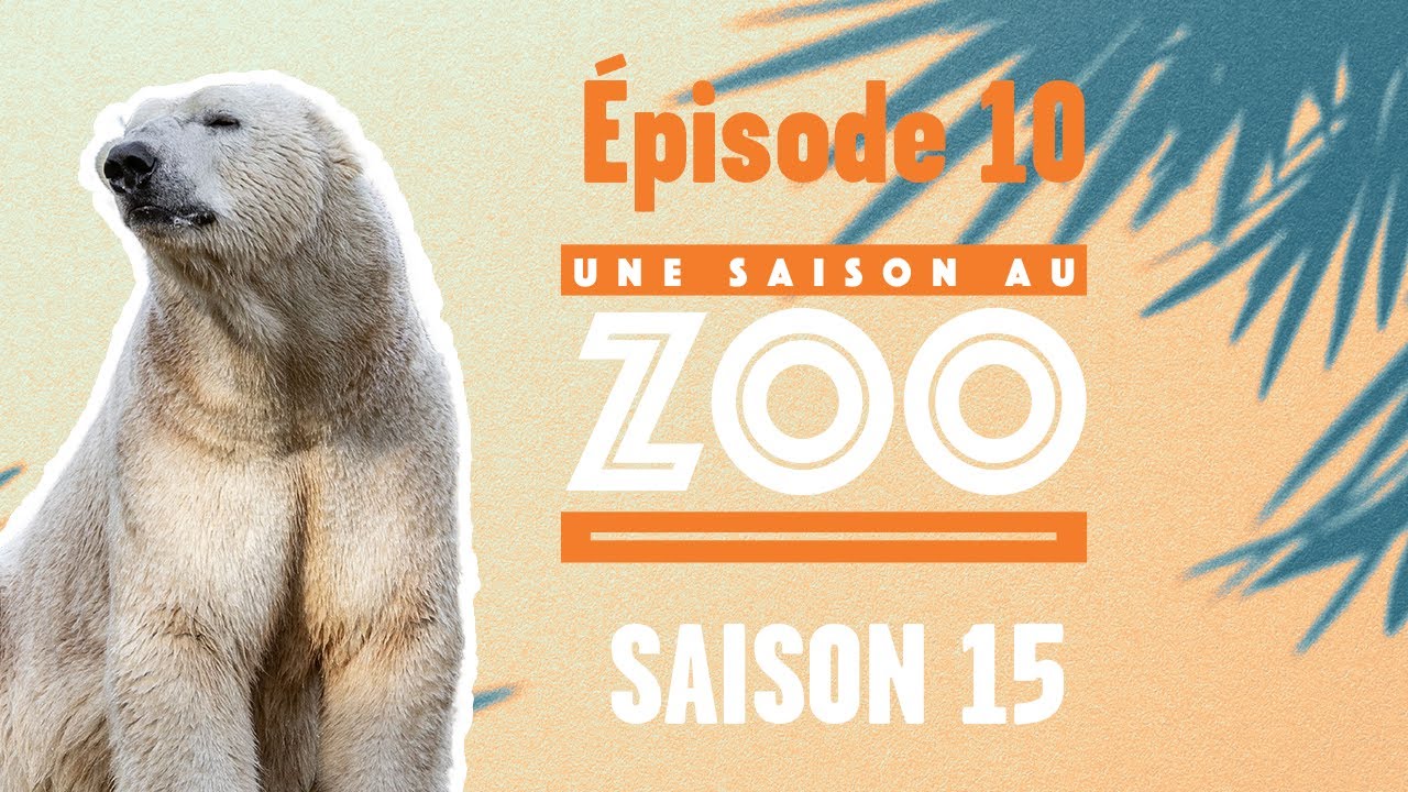 Les ours polaires découvrent une étrange barque (S15E10) [INTEGRAL]