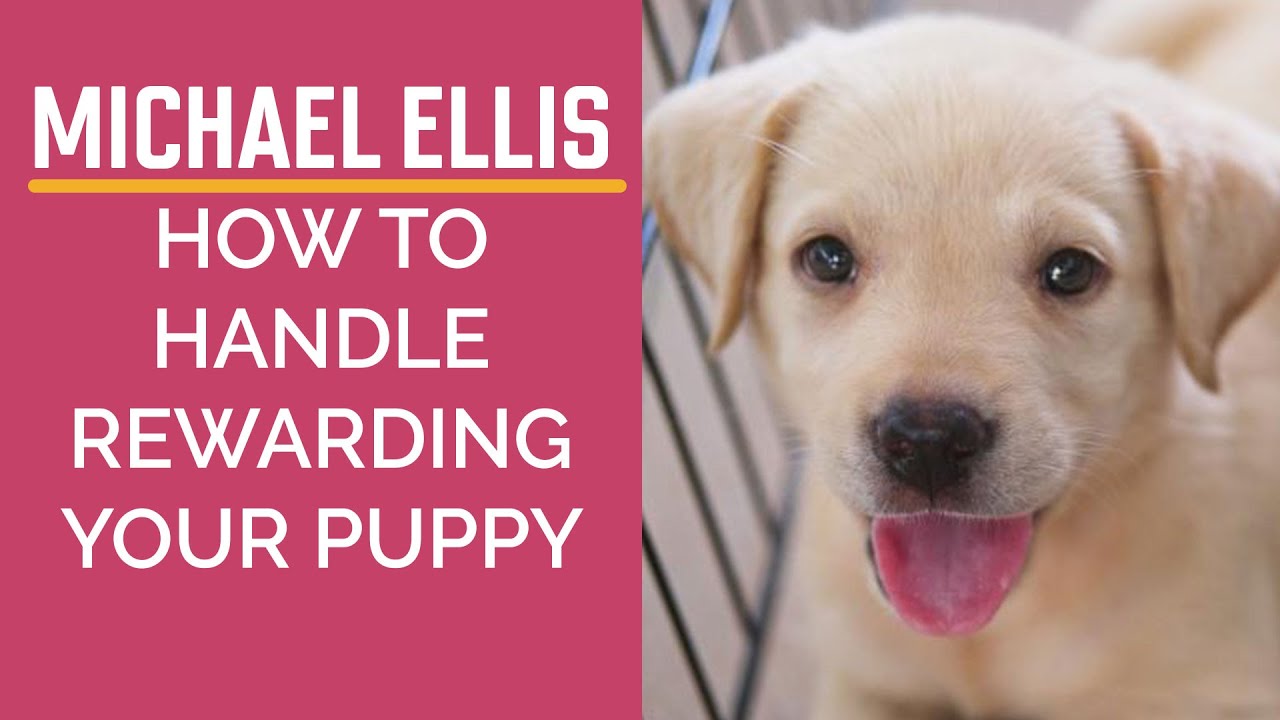 Michael Ellis on How to Handle Rewarding Your Puppy