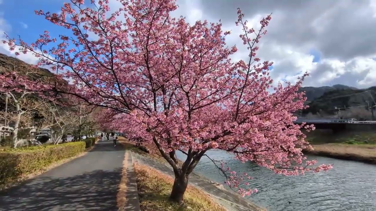 河津桜満開2026年2月8日＠南伊豆町