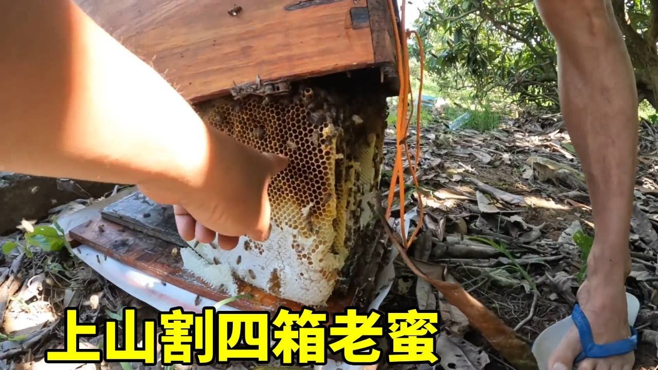 今天增加难度猜重量，割了四箱蜜，考验大家的眼里！ #农村生活#割蜜