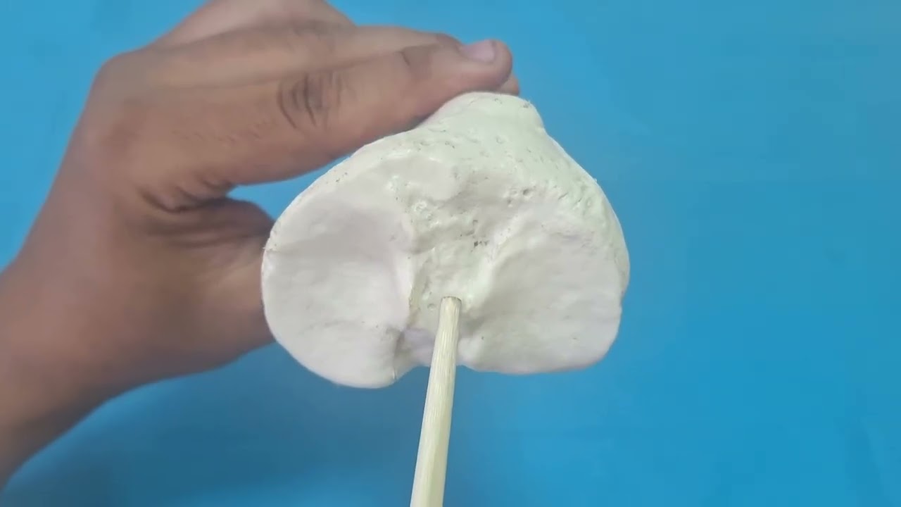 ANATOMIE FMPM - TIBIA