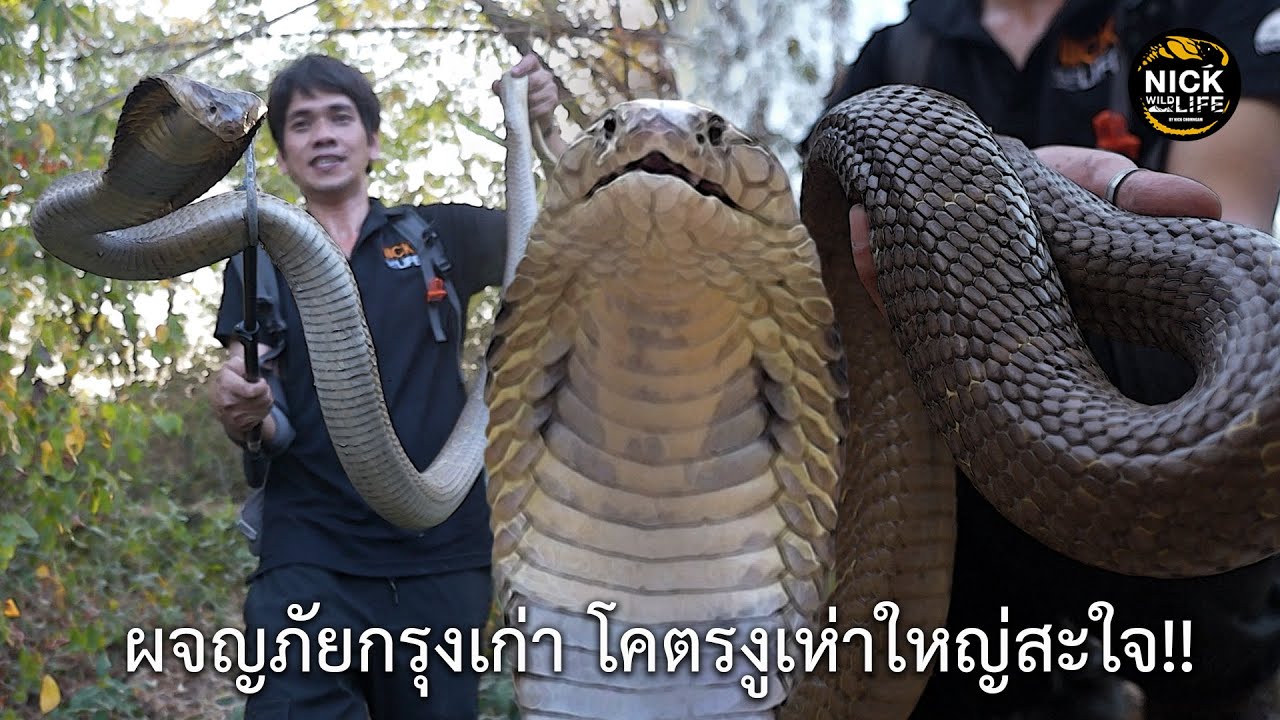 ดงงูยักษ์!! ลุยดิบEP.67 โคตรงูเห่ากรุงเก่า ใหญ่สะใจ ไวห้ามกระพริบตา