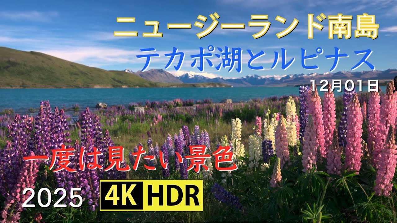 2025  一度は見たいルピナス咲く美しいテカポ湖(4K-HDR) Beautiful Lake Tekapo With Lupines, Must See Place(UHD-HDR)