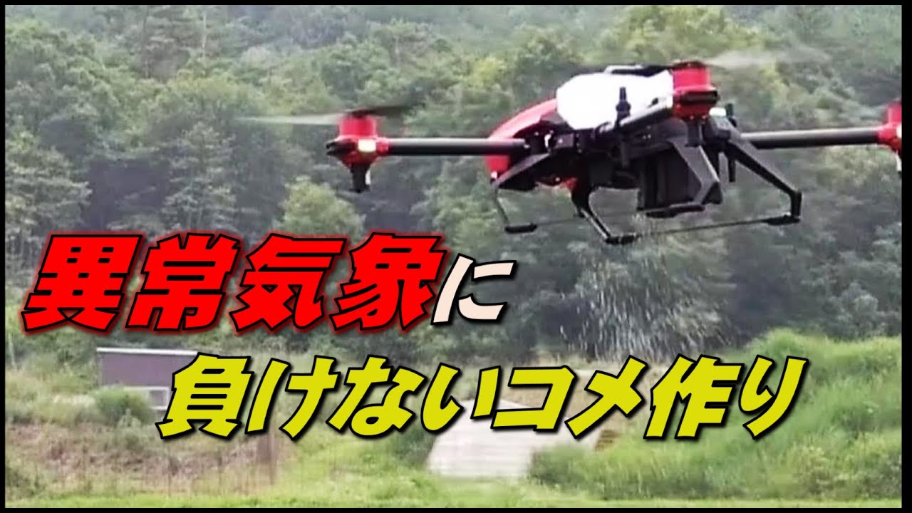ドローンでけい酸加里の中間追肥