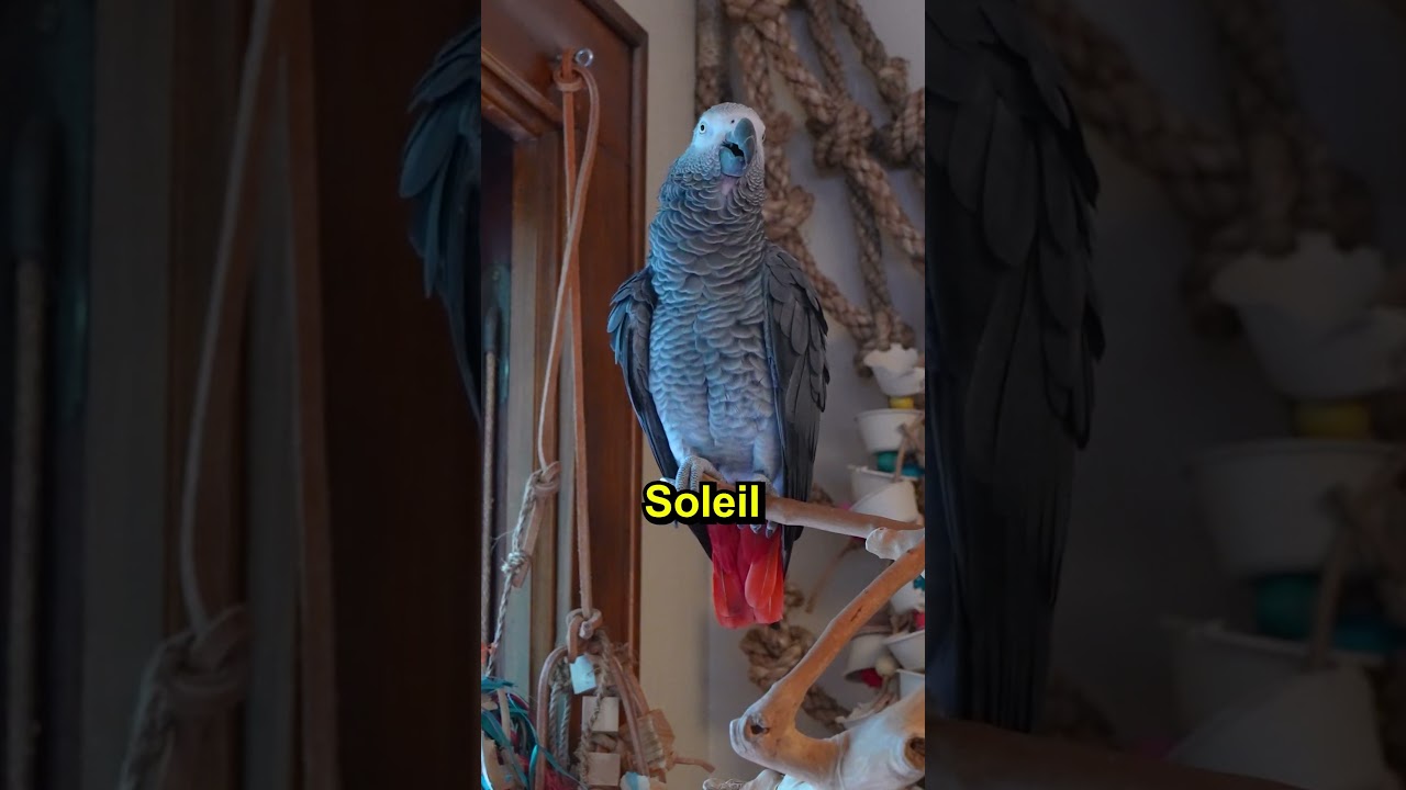 Apollo Scolds Soleil 😂