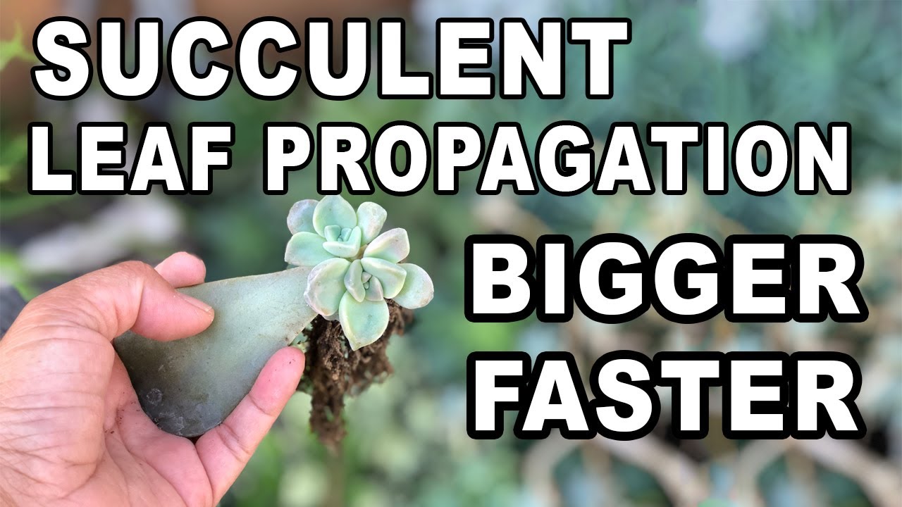 How to Propagate Bigger Succulents From Leaves Faster