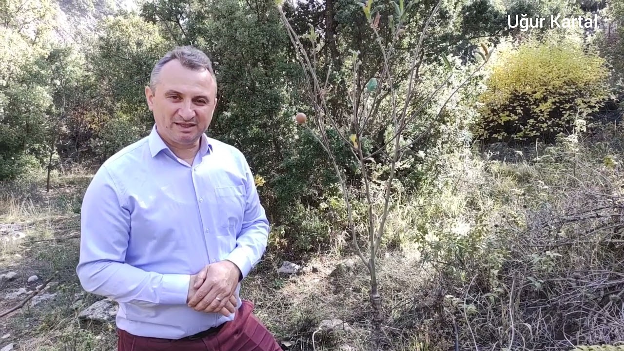 Kalem Aşı Nasıl Yapılır (Alıç bitkisine Muşmula)
